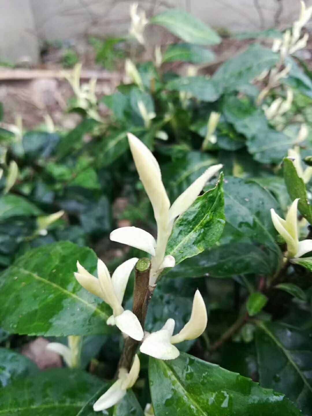 茶农直供奶白茶苗极白新安4号中白4号茶苗基地批发 新品种茶树苗