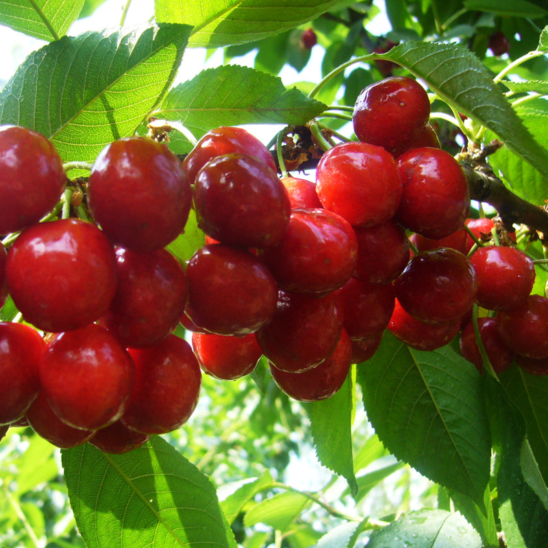 基地直销嫁接大樱桃树 南北方种植产量高 死苗补发美早大樱桃树苗