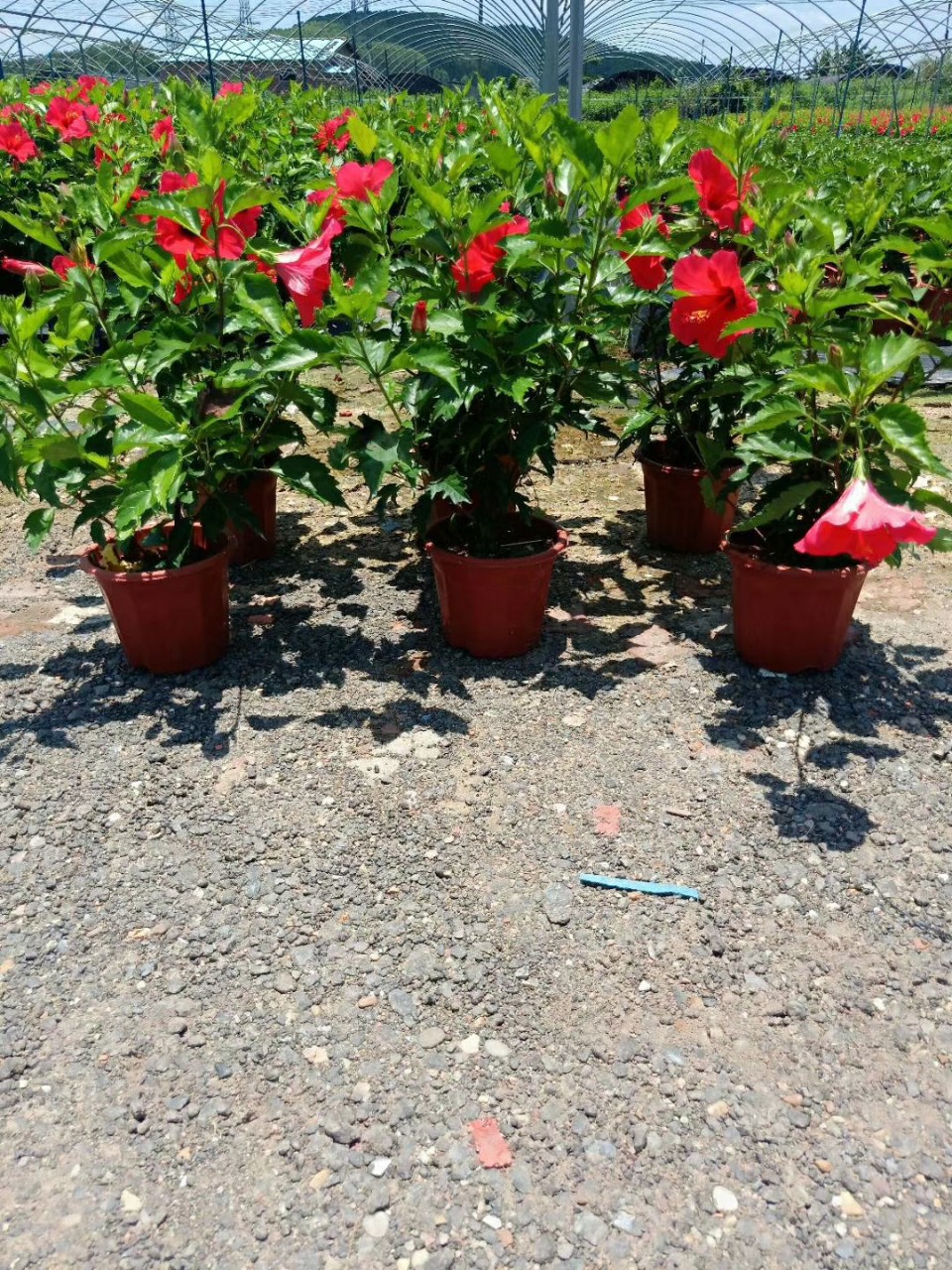 906供应 红花朱槿 扶桑花 进口大红花 35-50cm高