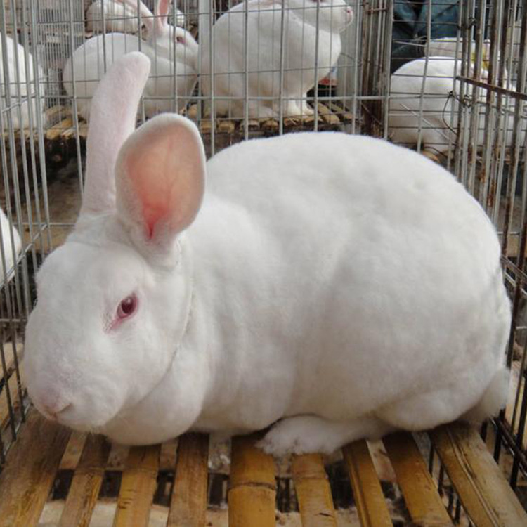 獭兔种兔价格 幼兔成年兔子福建养殖兔子的场家