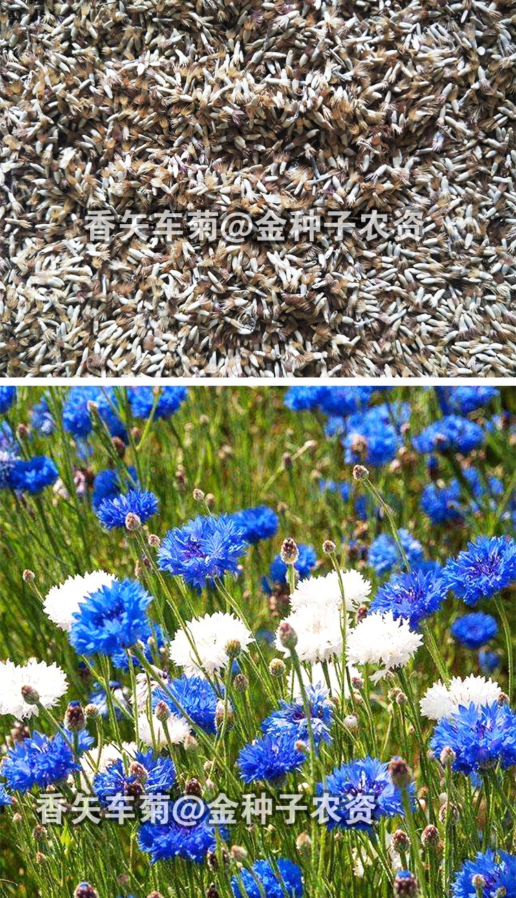 香草花卉种子香矢车菊种子花种子盆栽花种子花卉种子香草种子