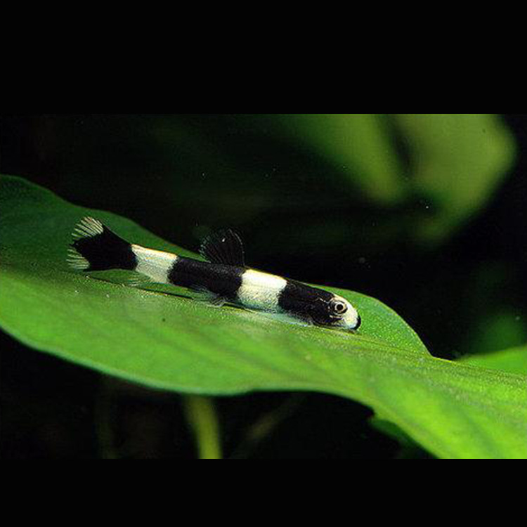 水族宠物清道夫活体黑白熊猫鳅鱼底栖鱼清洁鱼缸观赏热带淡水批发
