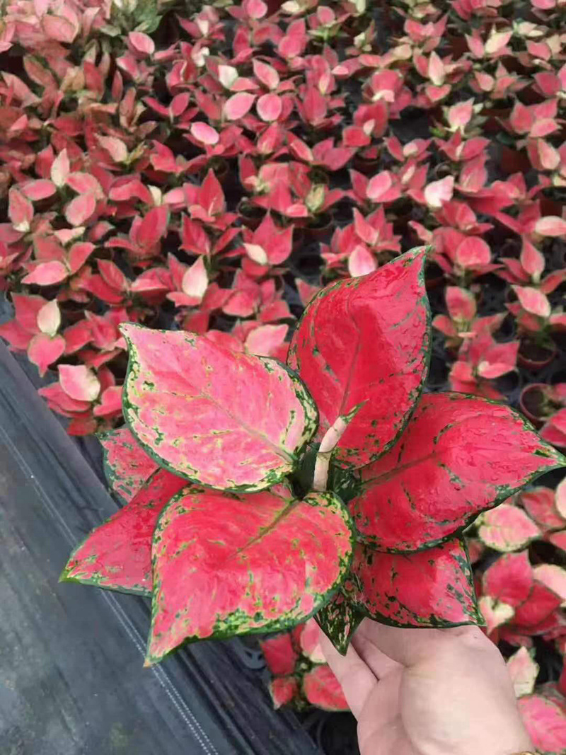 基地直销 观叶植物 精品高档花卉 小盆栽创意桌面绿植 90红颜