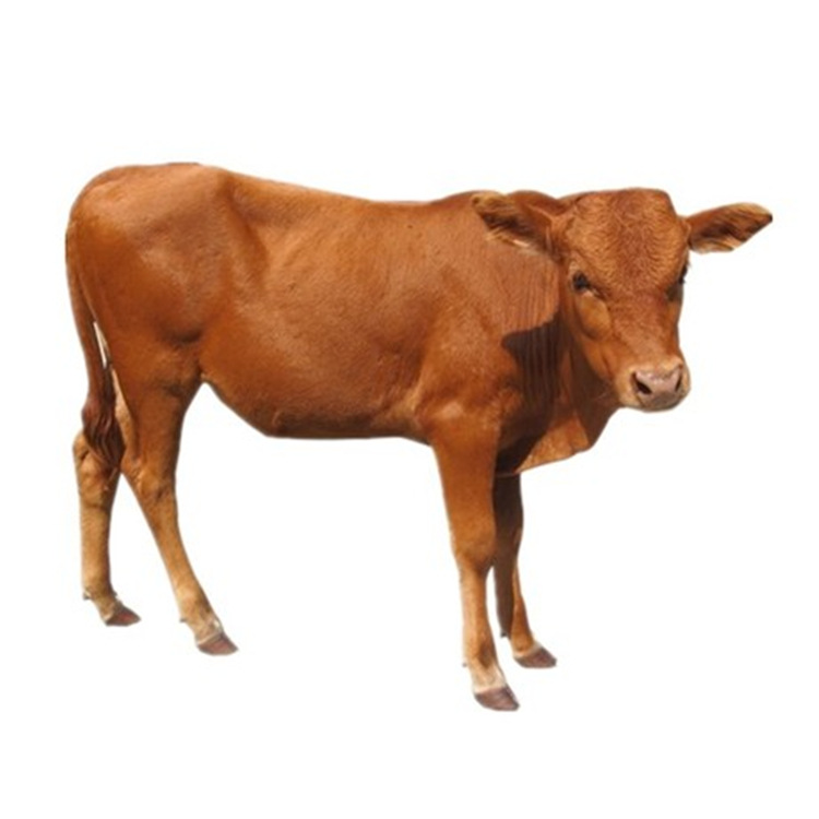 鲁西黄牛小牛犊活的西门塔尔牛小黄牛育肥母牛技巧黄牛种山东价格