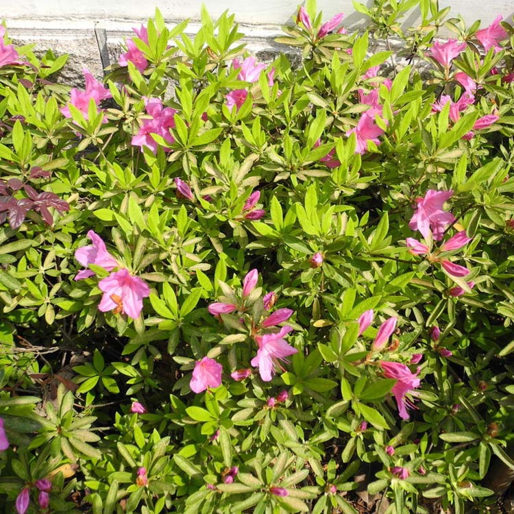 批发毛娟苗 工程绿化灌木 室内阳台观赏花卉绿植 锦绣毛杜鹃盆栽