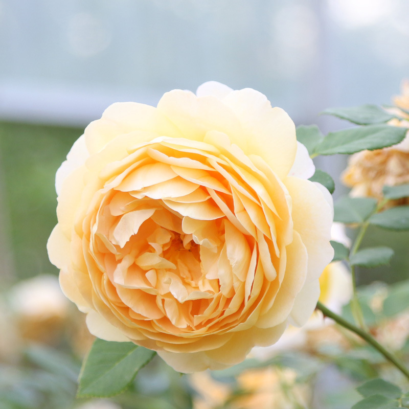 黄金庆典月季 欧月月季 贵州大花月季 灌木欧月 道路工程