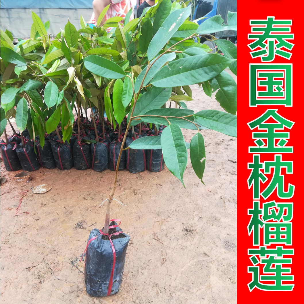泰国榴莲果苗苗木 金枕榴莲 水果树苗 广西灵山基地供应 3年结果