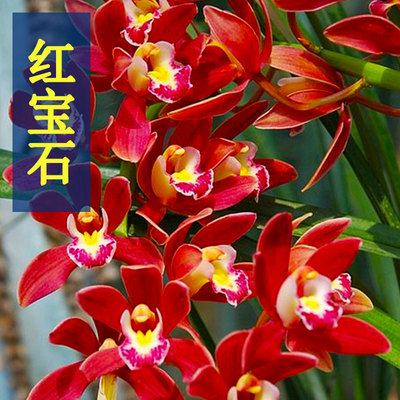 包邮兰花 红宝石 四季兰建兰室内客厅办公室美观盆栽绿植花卉好养