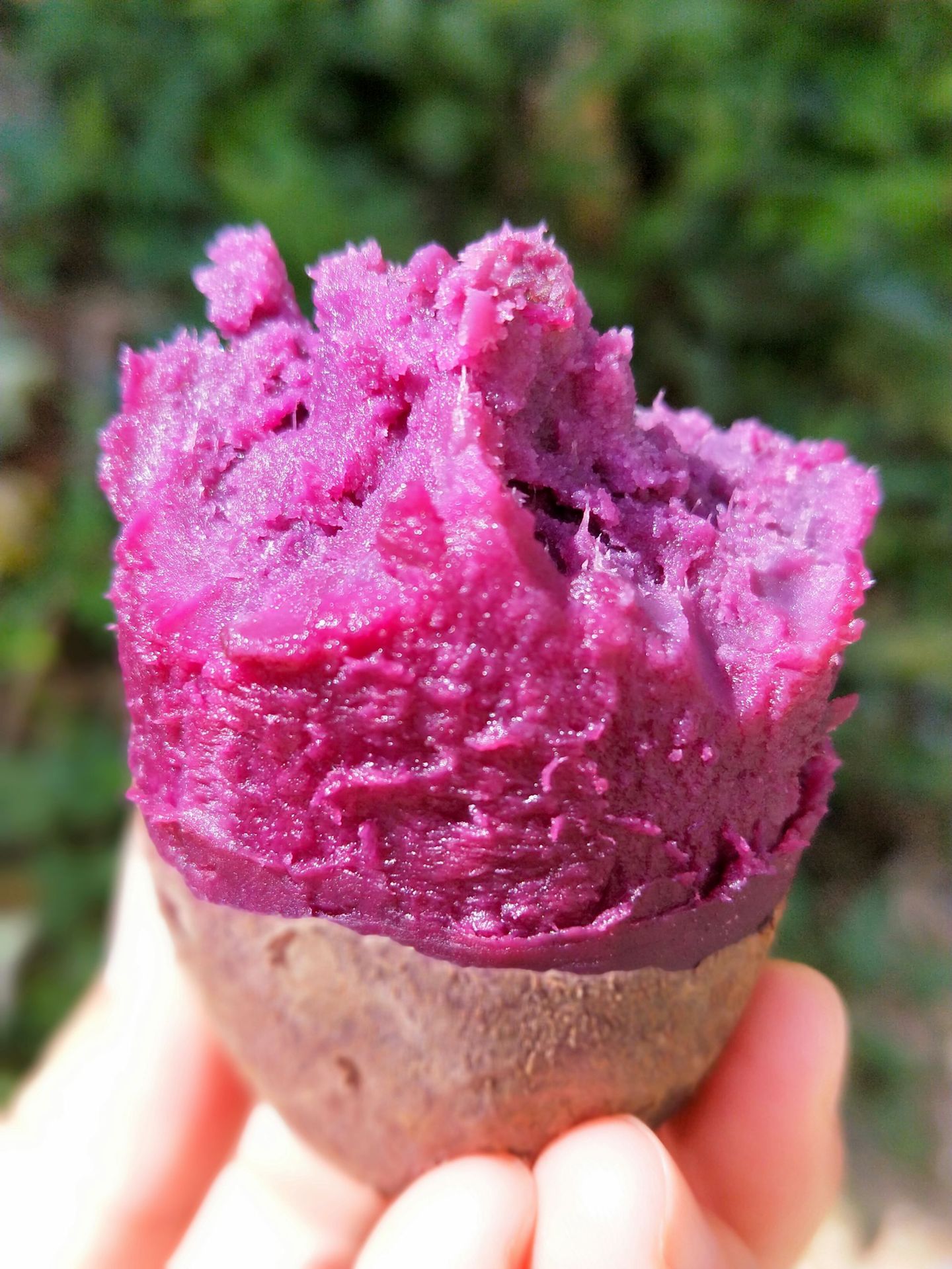 【山东紫薯5斤装】2020新地瓜紫罗兰紫薯甜糯粗粮山东地瓜基地.