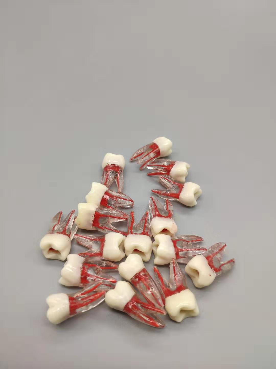 牙科教学练习牙科根管牙粒 离体牙 带牙根 练习根管