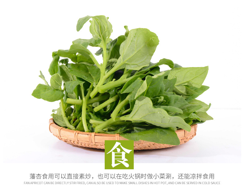 特色农家菜新西兰菠菜新鲜洋菠菜番杏蔬菜叶菜沙拉菜菜园基地