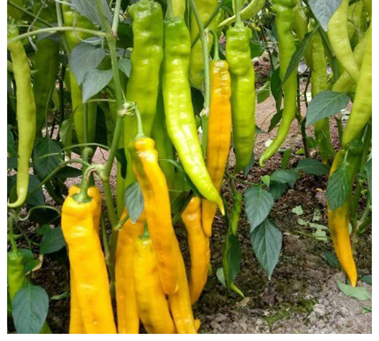 金香玉辣椒种子黄椒彩椒羊角椒种籽香辣可口春季四季蔬菜种孑