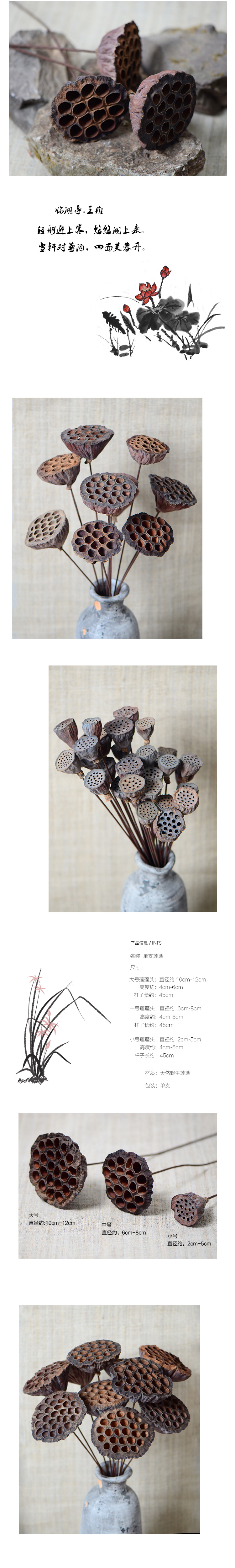 【莲蓬】天然真莲蓬 居家装饰干花 橱窗布置拍摄背景干燥花莲子花