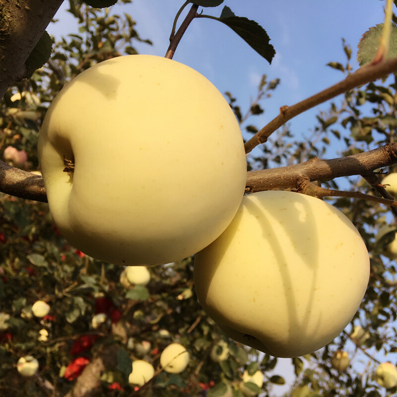 甘肃天水黄元帅苹果5斤奶油黄金苹果新鲜孕妇水果一件代发