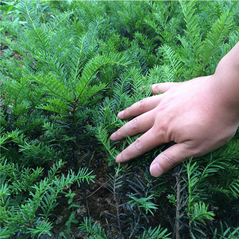 曼地亚红豆杉幼苗四川基地园林绿化庭院遮荫苗木西克沙红豆杉树苗