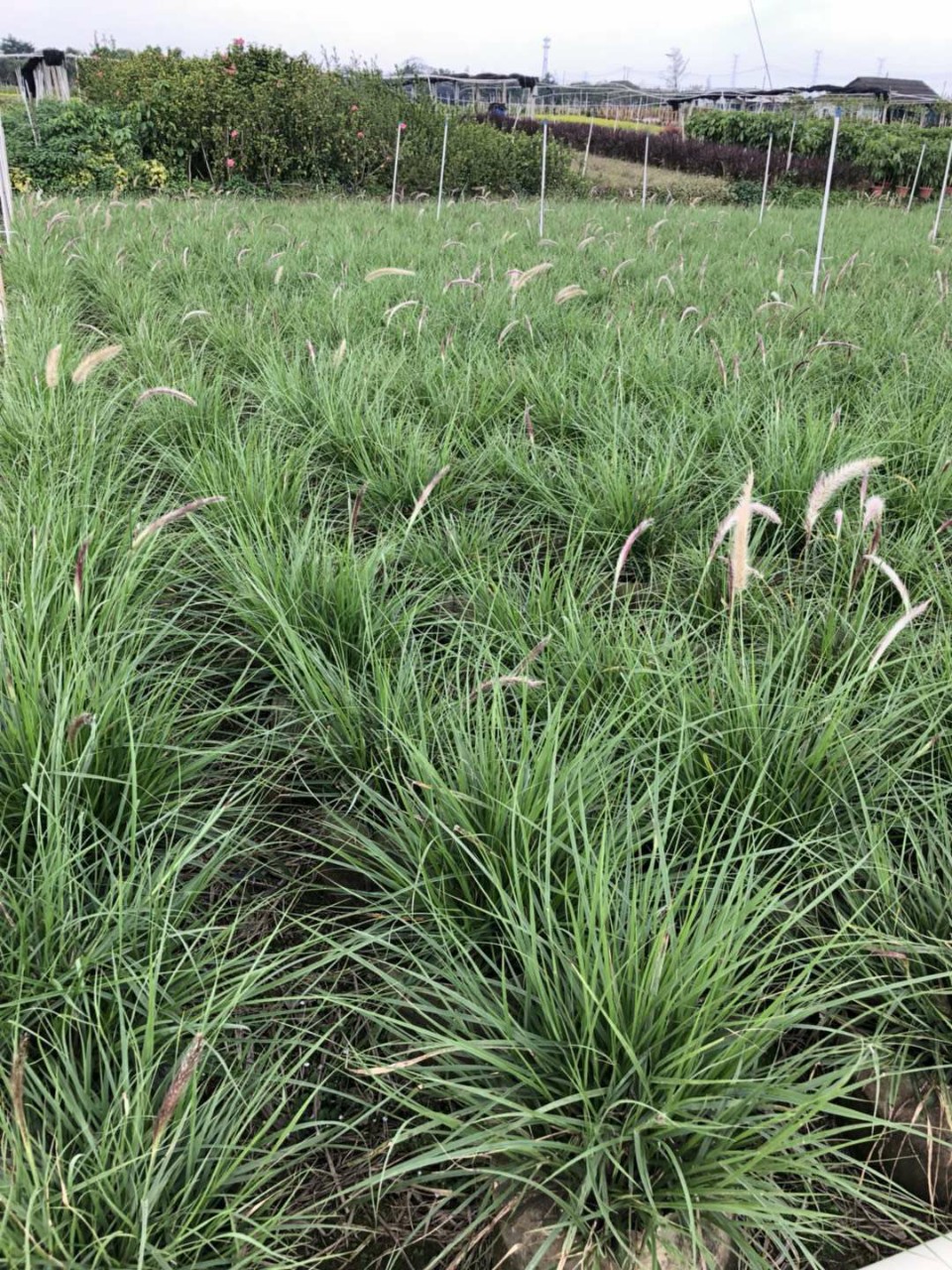 903供应 金红羽狼尾草0.5-1米高 袋苗 观赏草 容器