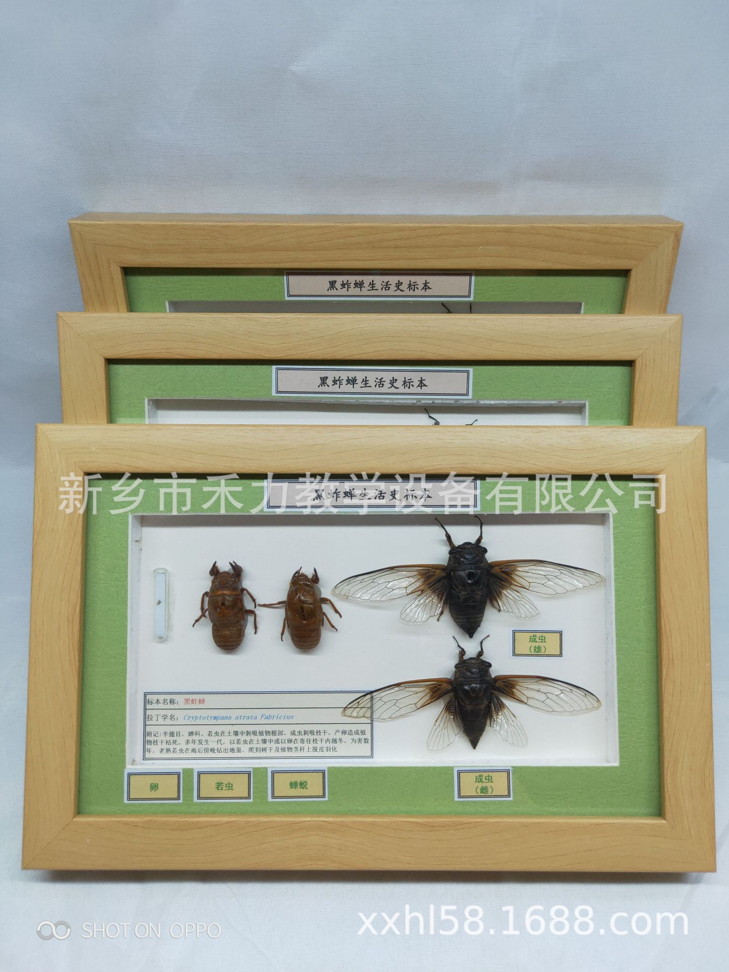 黑蚱蝉生活史标本 园林害虫生活史 蝉的一生标本展示危害园林树木