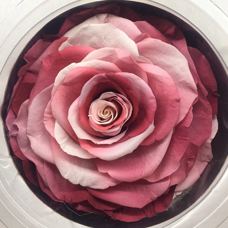 永生花a级玫瑰9-10cm巨型花头保鲜花花材厂家diy礼物创意礼品材料