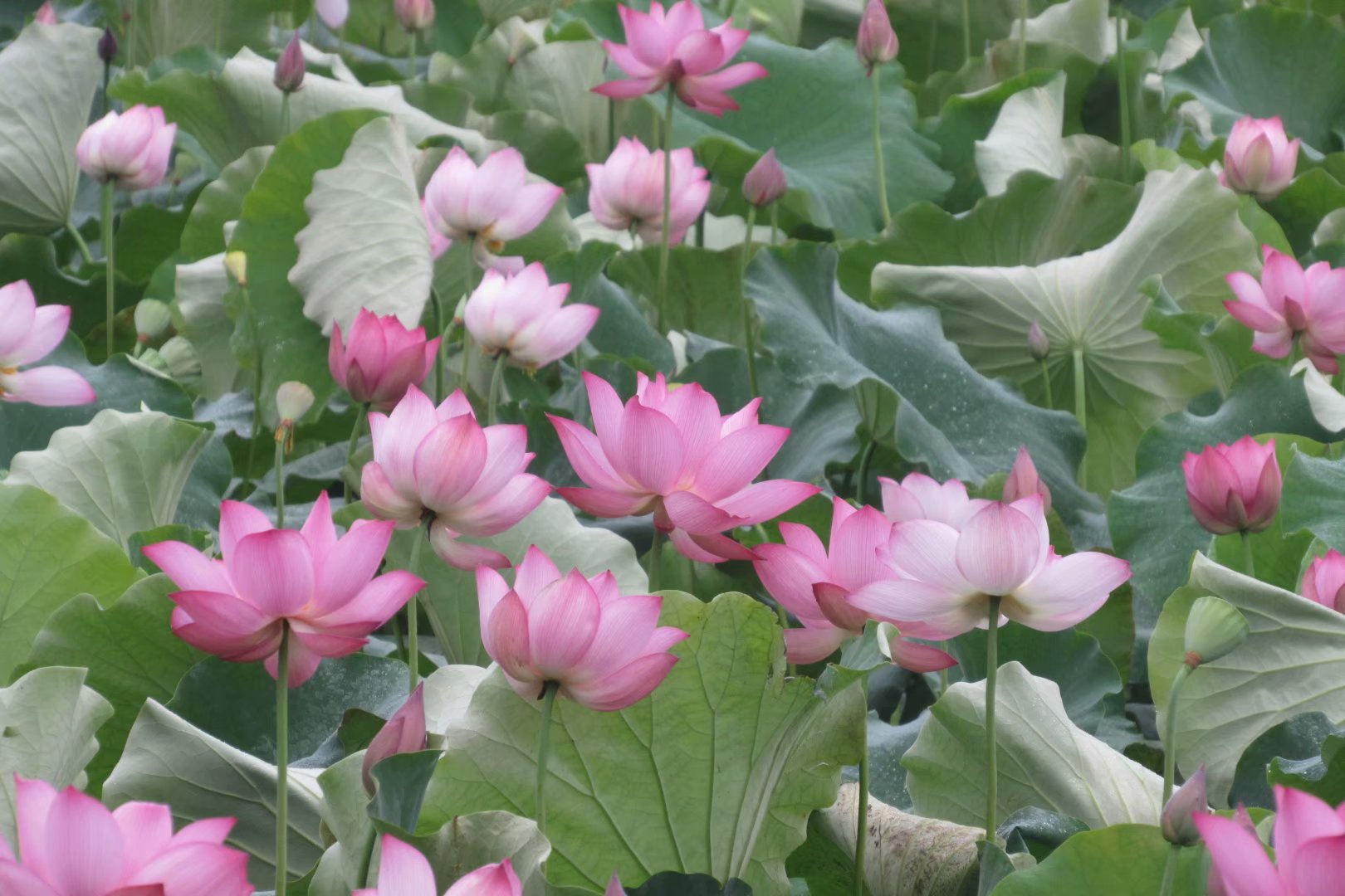 艳阳天三倍体品种太空莲湘莲荷花苗