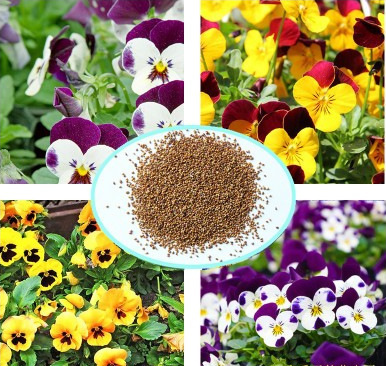 厂家直销花卉种子三色堇种籽蝴蝶花猫脸花阳台盆栽耐寒花卉品种齐