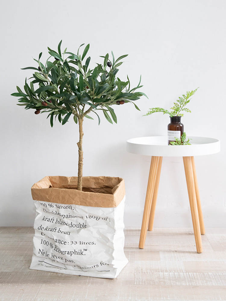 油橄榄树盆栽-油橄榄树盆栽厂家,品牌,图片,热帖-阿里巴巴