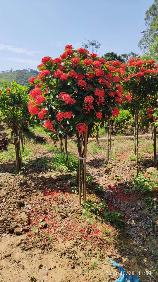904基地直销 龙船花 2-2.5米高假植苗苗 龙船花树