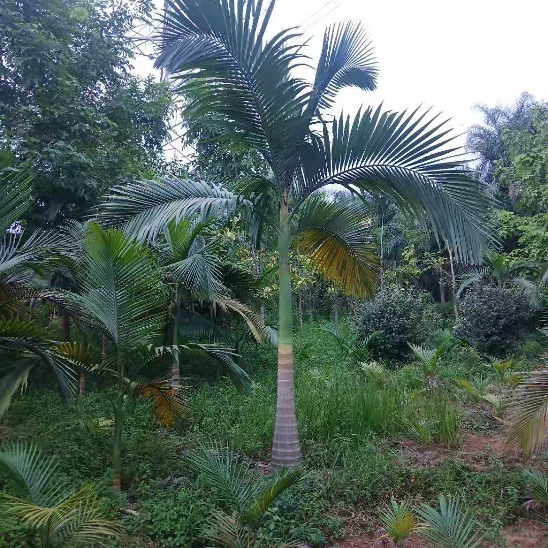 福建假槟榔价格专业种植基地产地批发批发假槟榔大王椰子树报价