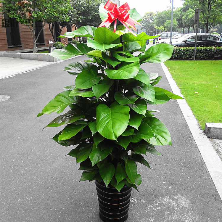 绿萝柱盆栽树桩大叶小叶绿萝柱大型花卉室内观叶观赏植物批发