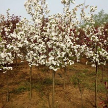 山东苗木基地常年出售绿化苗冬红海棠胸径9公分冬红海棠