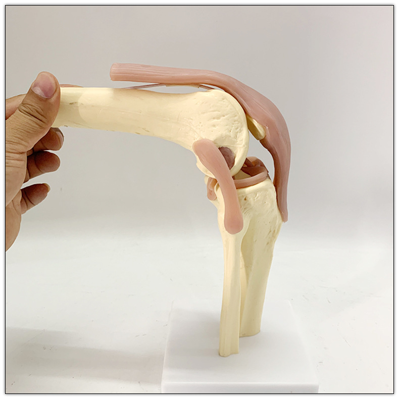 人体膝关节功能模型 骨骼骨架模型 教学模型 关人体节模型可弯曲