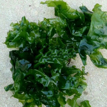 200克 2019年干海青菜 海菜包子 海绿菜 厂家供应批发