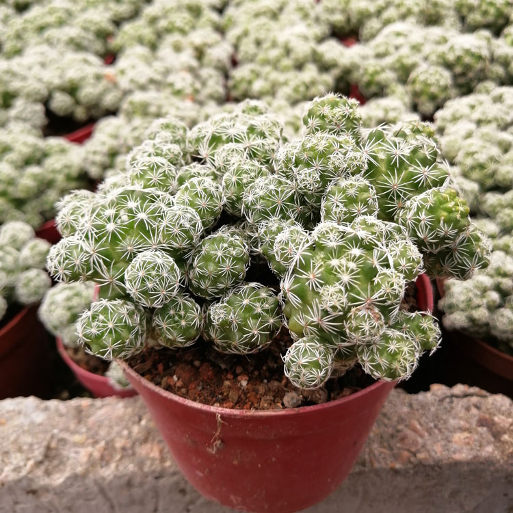 多肉植物批发 大白鸟银手指 裸根中棵一盆3棵花卉盆栽绿植园艺