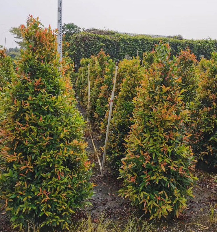 1-2米红车 红车树 红枝蒲桃