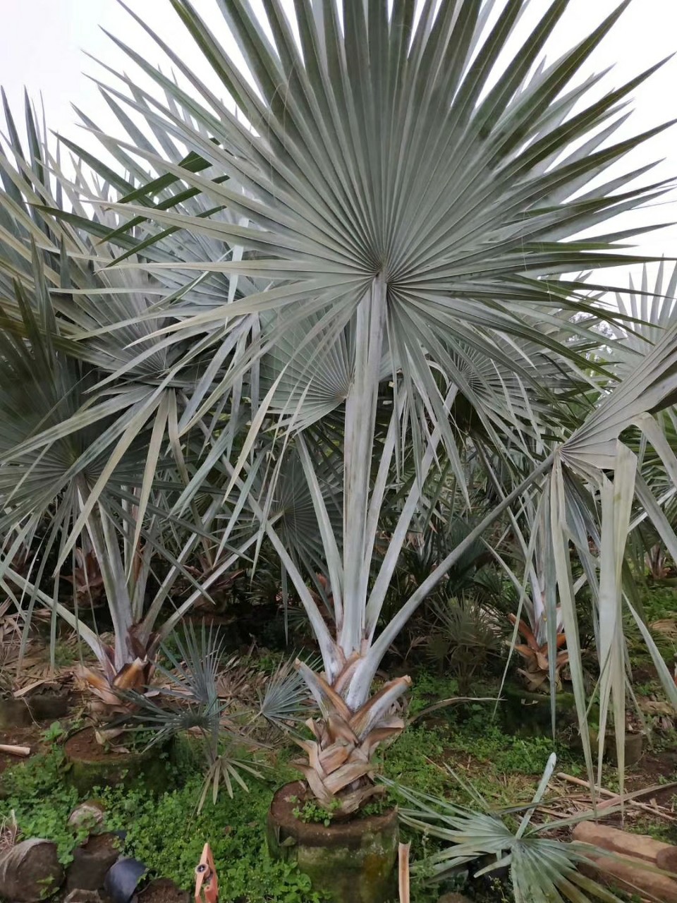 903供应霸王棕24米高袋苗银叶棕榈树热带