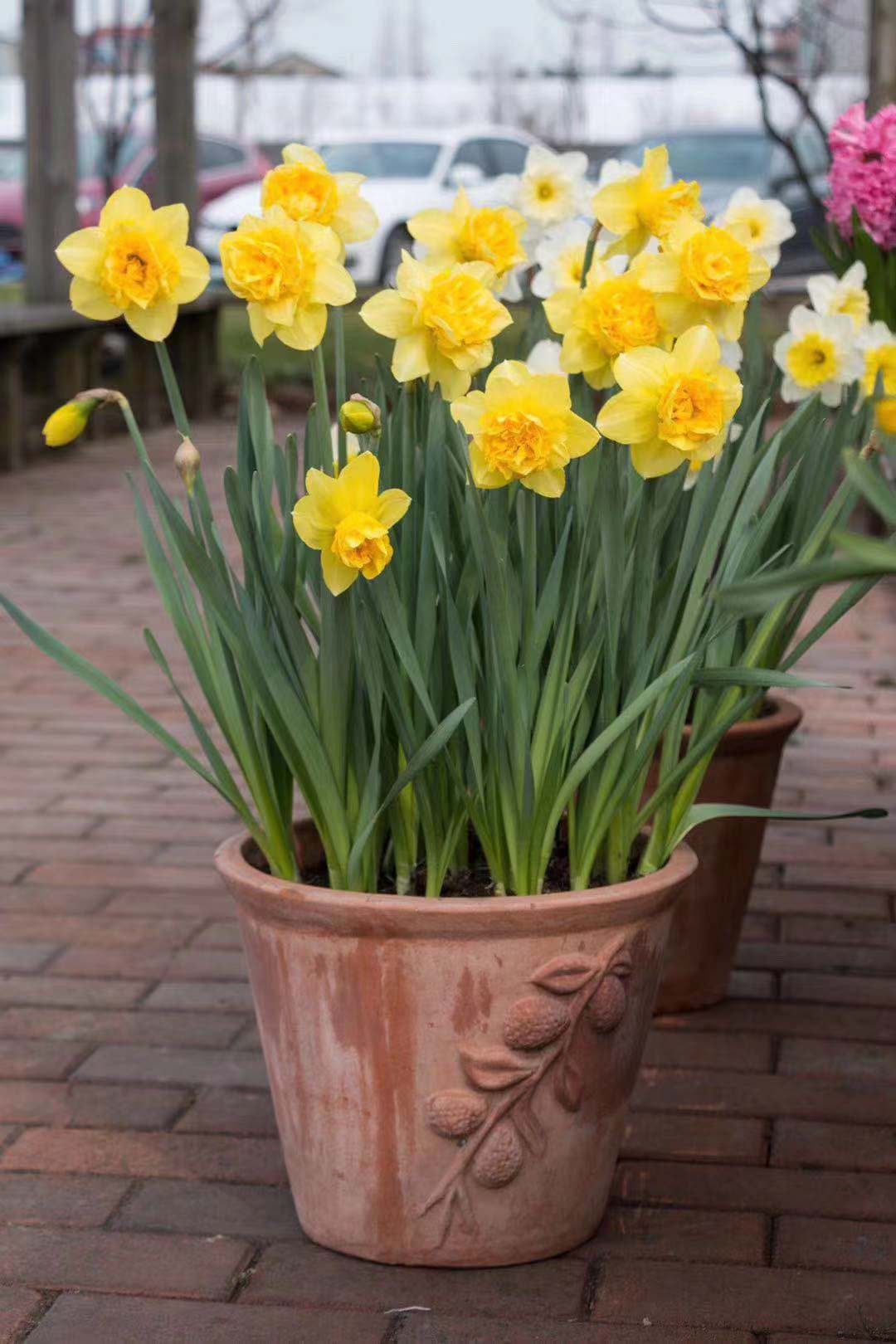 水仙花种球盆栽水养植物室内水培四季开花桌面风信子洋水仙花种子