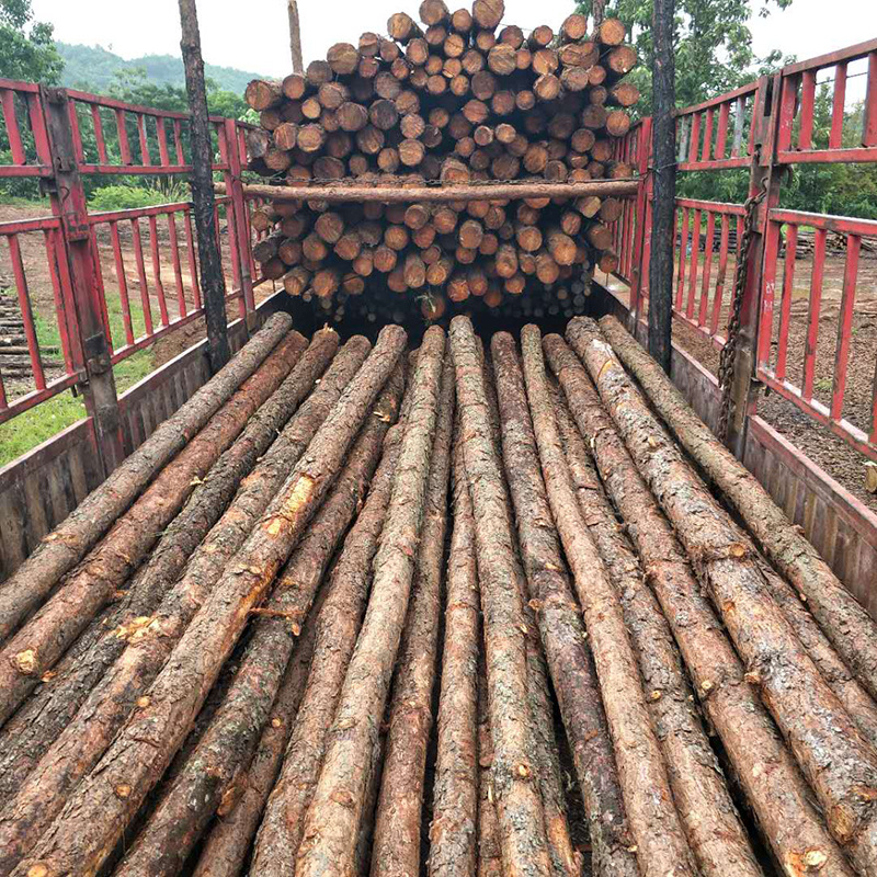 工地公园河道油松打桩木 生态松木原木松木桩大型建筑松木桩