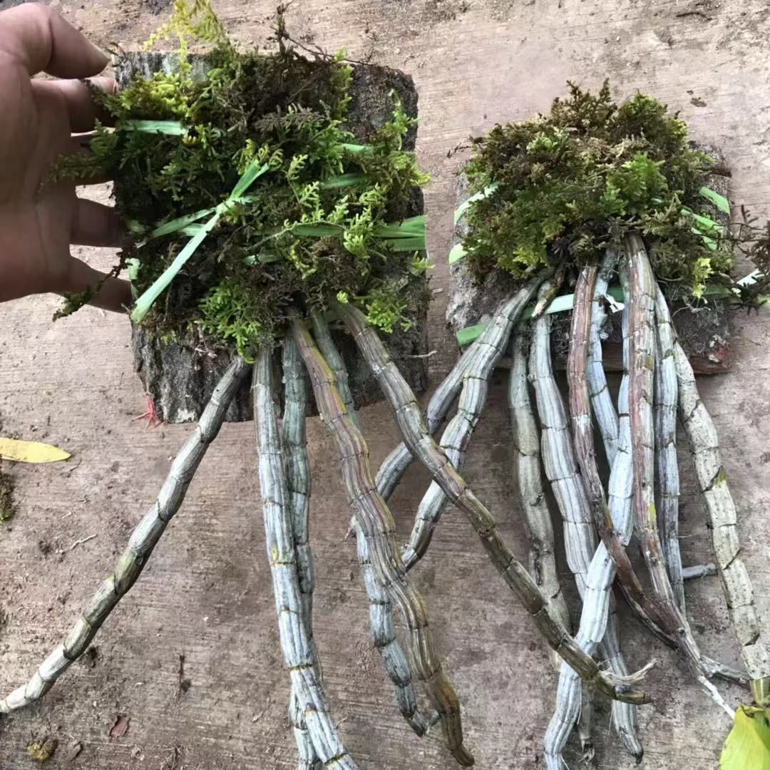 云南红牙刷石斛吊兰花紫红色基地直销大货批发零售有板植盆栽散称