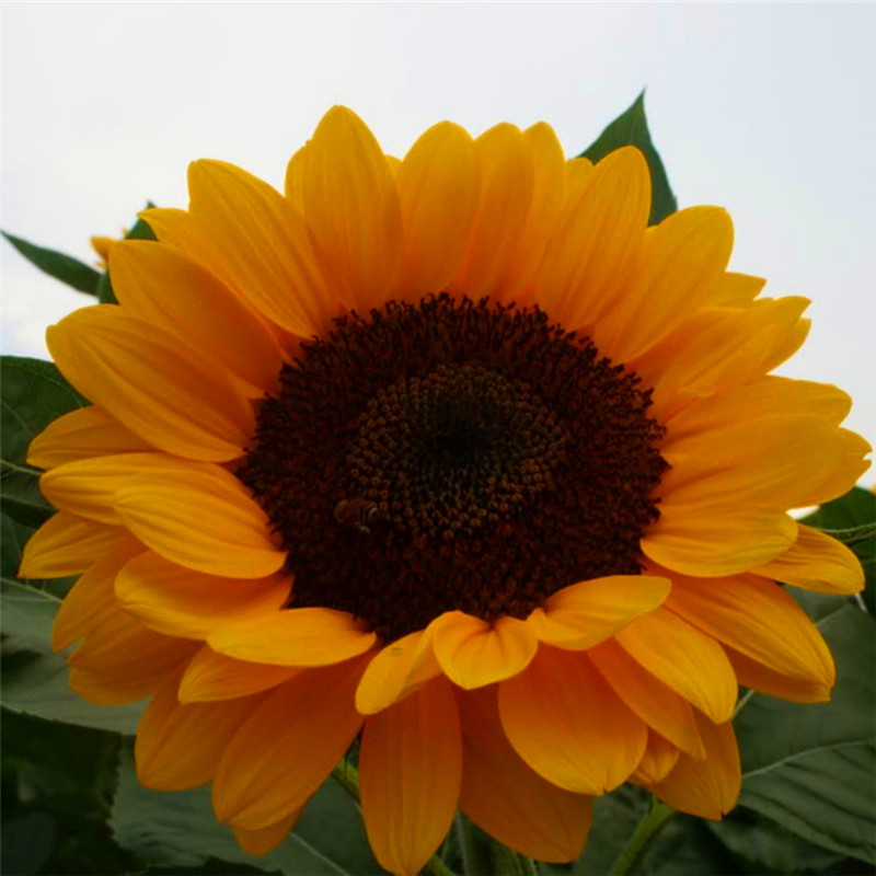 切花向日葵 文森特 精选切花品种花朵小巧花色纯正