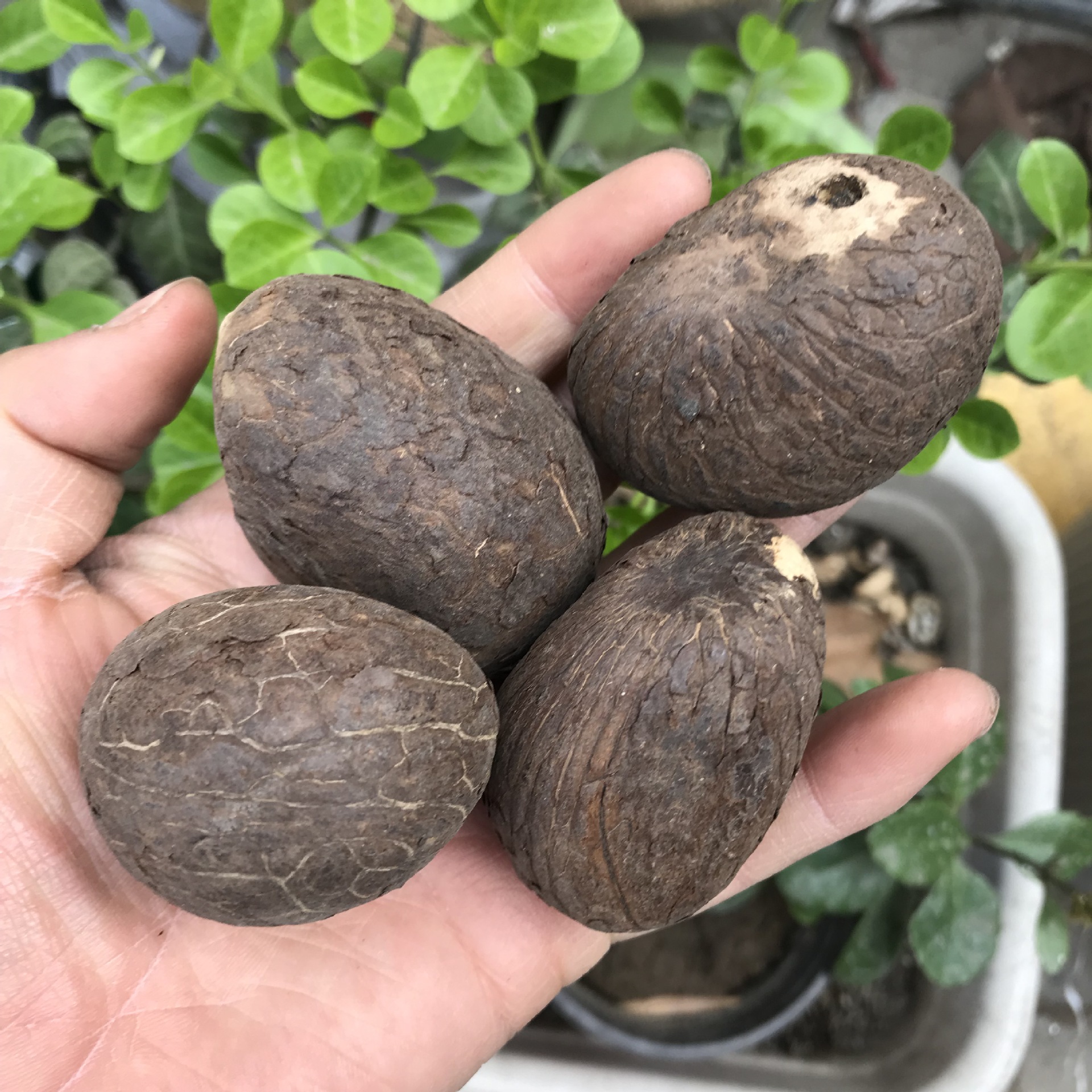 大象牙果小象牙果xiangyaguo雕刻料一斤28颗左右象牙果雕刻