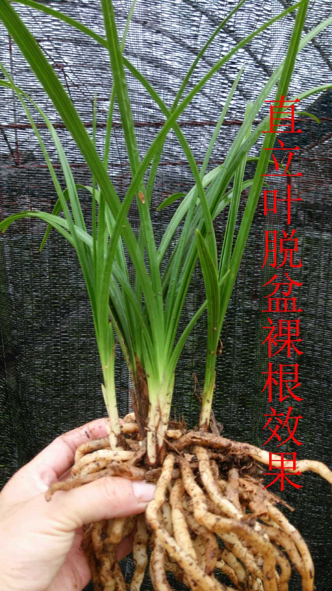 基地直发三到五年生年蕙兰7/9苗带花苞花期一个月四季长青 室内兰