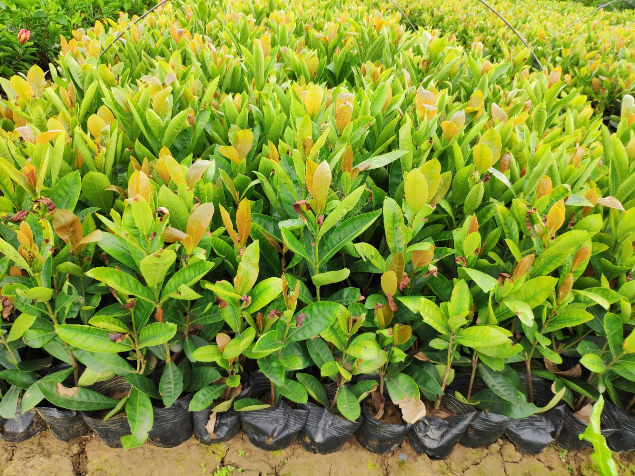 903供应 龙船花 15-30cm高袋苗 五斤袋 中叶龙船花-阿里巴巴