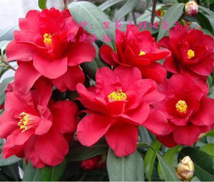 嫁接70-1米高 天鹅绒茶花 地径两三公分粗稀有新品种花农产地直销