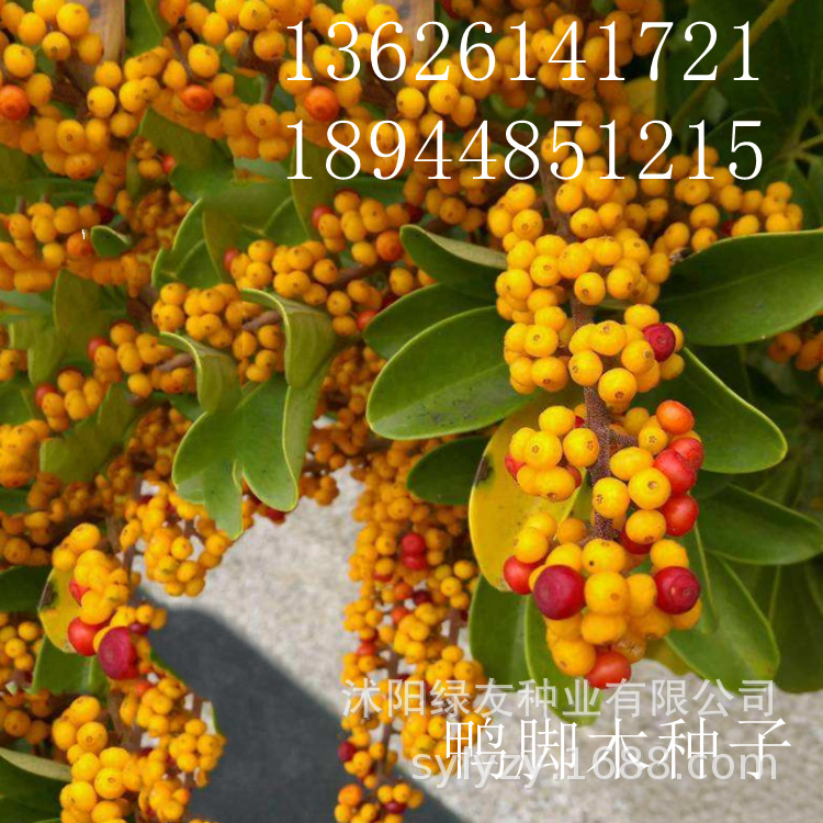 出售 鸭脚木种子 鸭脚木 别名:鹅掌柴,吉祥树