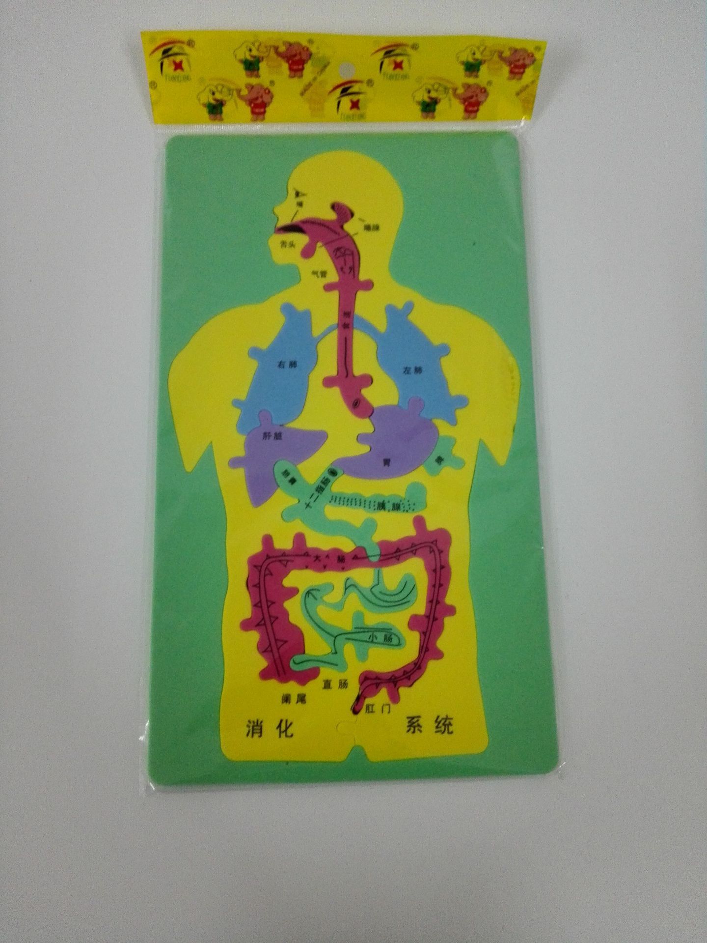 科技小制作diy人体器官消化系统拼图eva内脏拼图模型科学实验材料