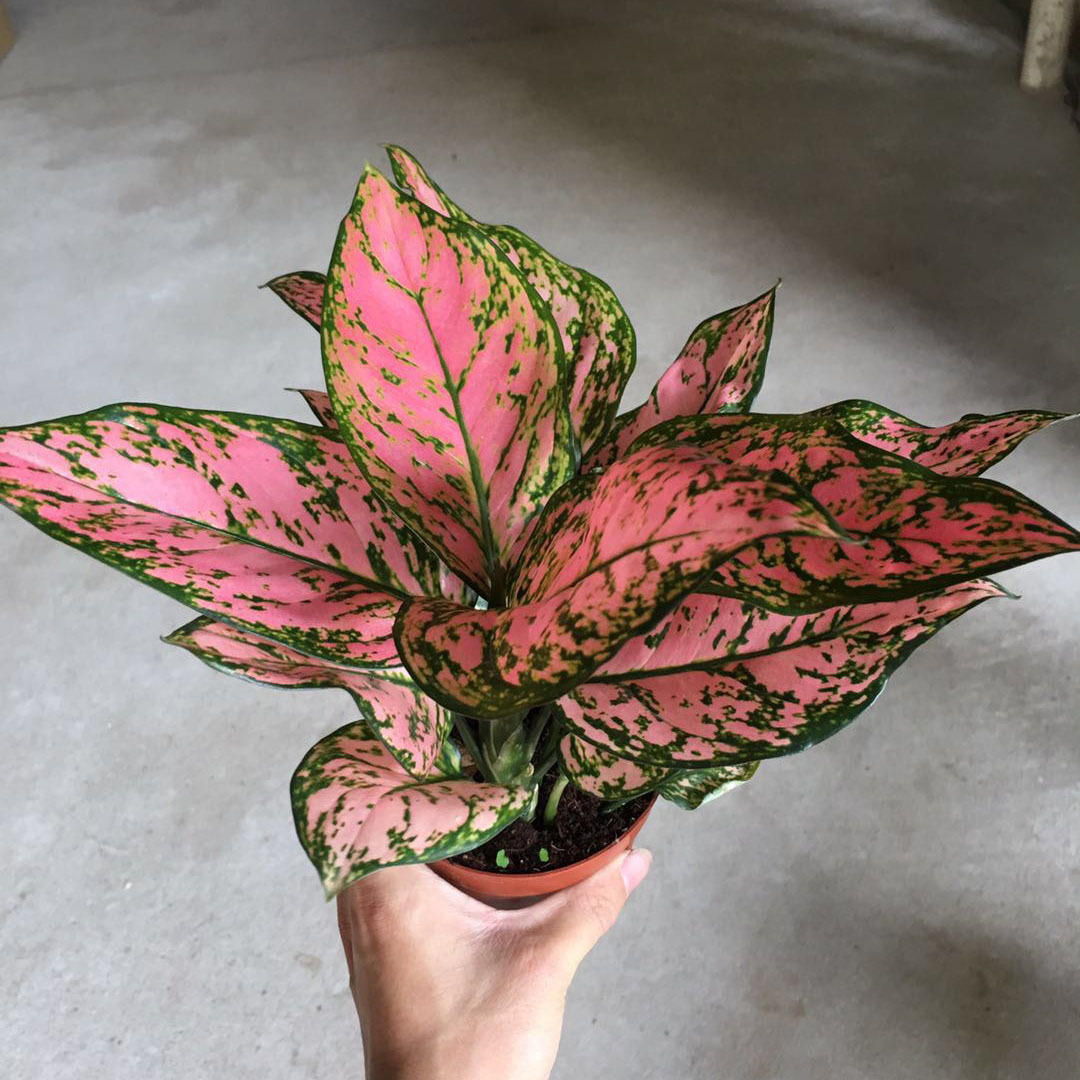 批发室内观赏盆栽 如意盆栽 观叶植物 净化空气 吉祥如意