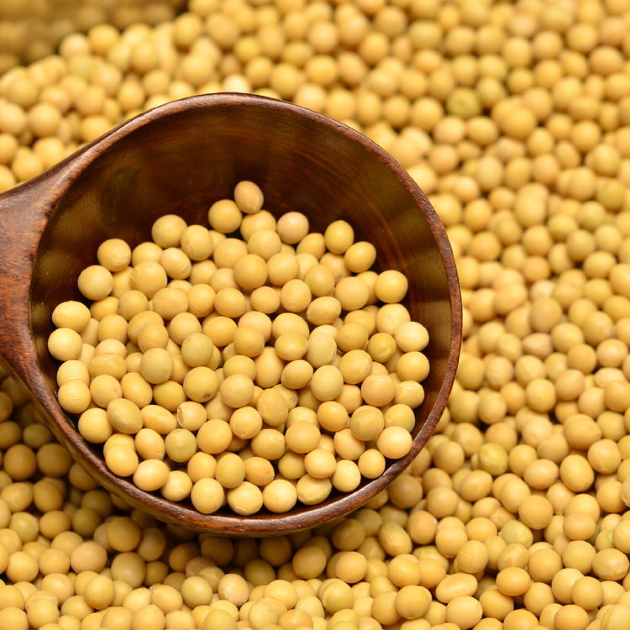 黄豆 豆腐豆制品专用原料