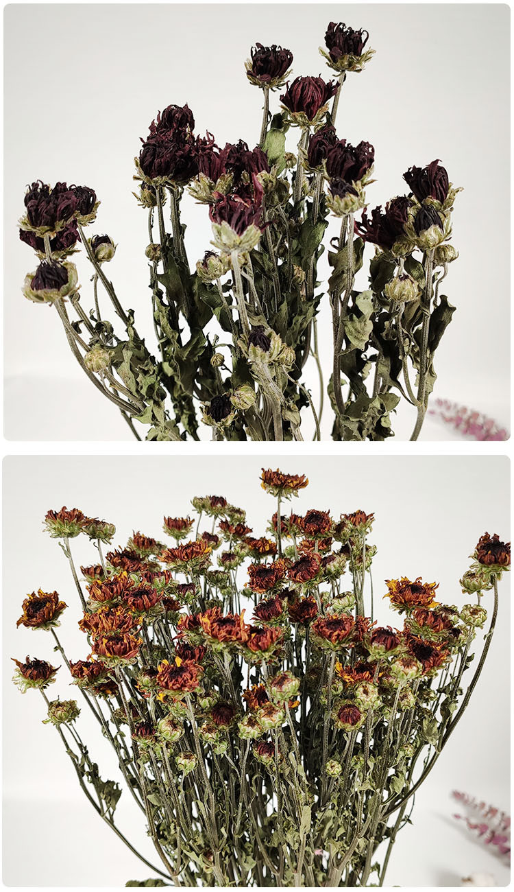 云南干花花束小雏菊翠菊天然风干花束真花乾燥花批发居家装饰摆件