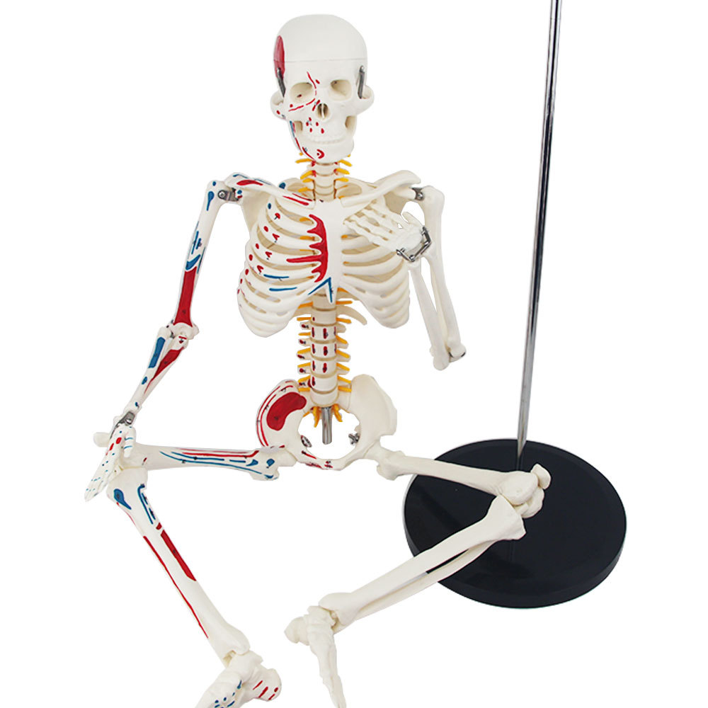 85cm人体骨架模型人体骨骼模型头骨模型关节模型带数字标识