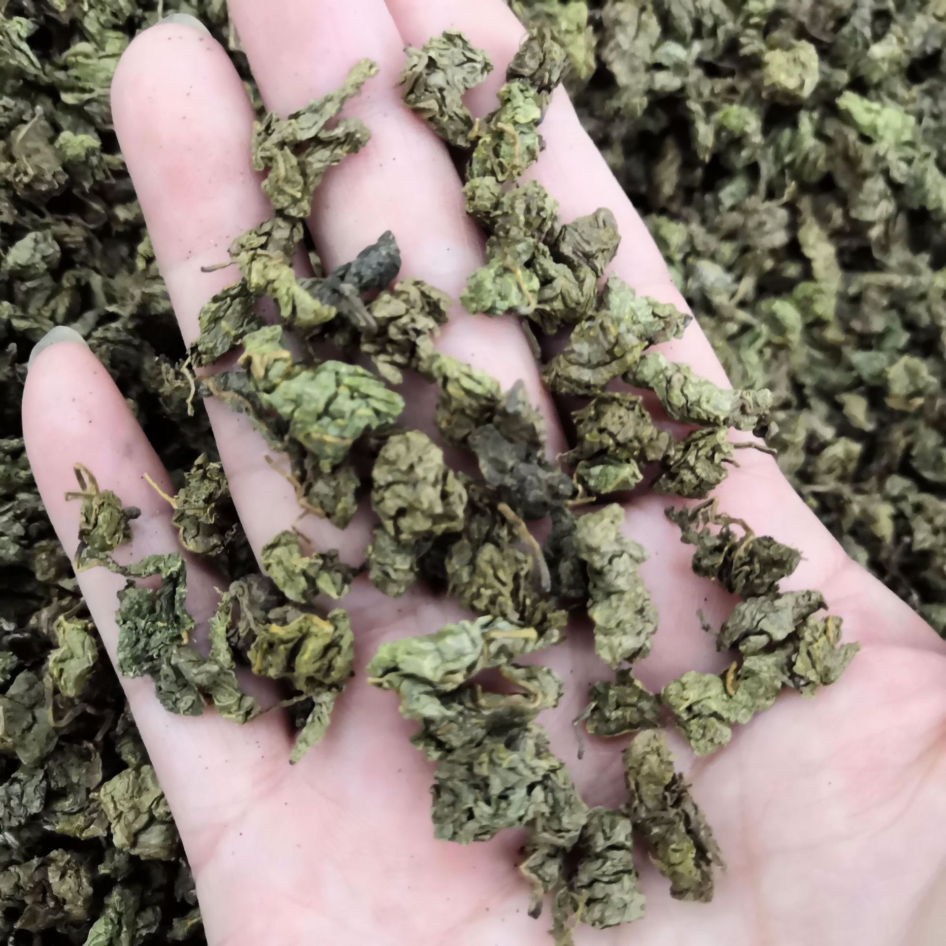 青钱柳叶茶中草药青钱柳叶金钱柳无硫花草茶