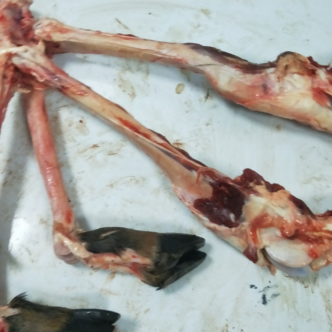 梅花鹿腿骨,煲汤的佳品